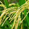 Полезные свойства риса Басмати
